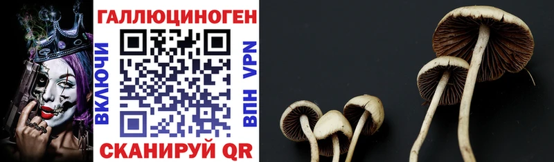 Купить  Правдинск  Галлюциногенные грибы Magic Shrooms 